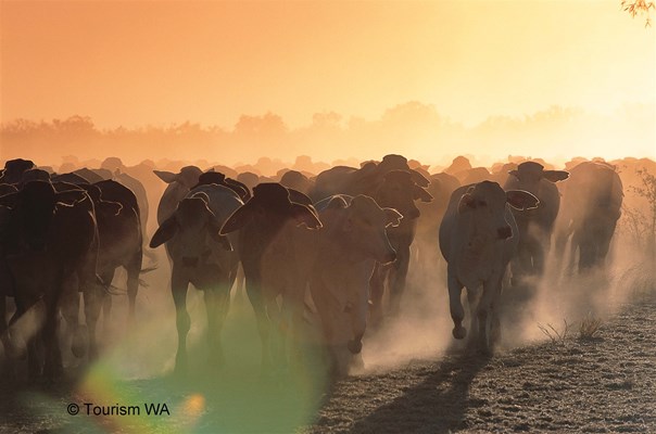 An Award Winning Location - Tourism Western Australia Cattle