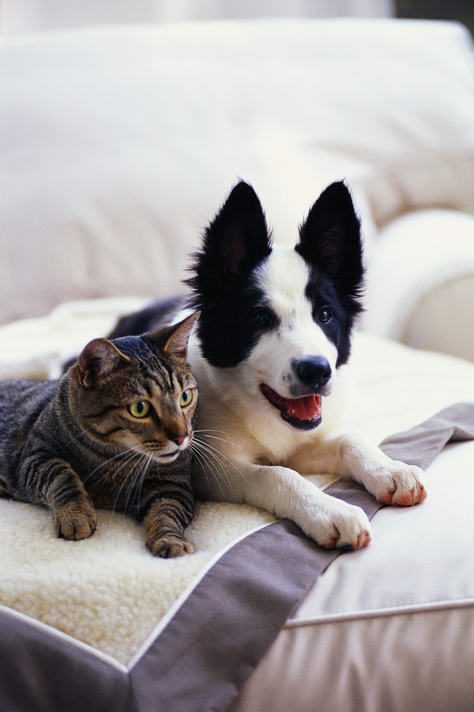 Dog & Cat Picture
