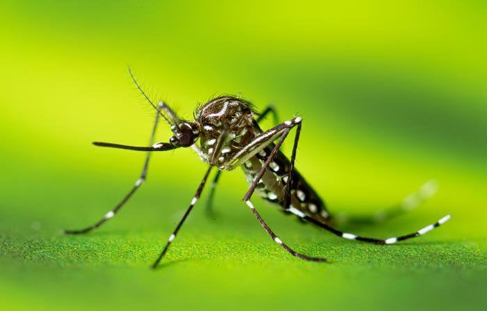 Murray Valley Encephalitis (MVE) detected in the region this year.